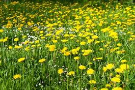 Naklejka świeży lato łąka natura kwiat