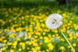 Fototapeta pole kwiat świeży łąka trawa
