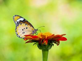 Fotoroleta piękny wzór kwiat motyl
