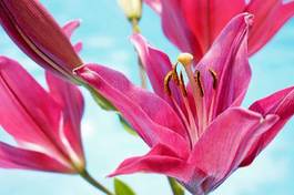 Fotoroleta orientalne woda kwiat kwitnący ogród