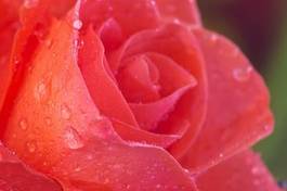 Naklejka roślina rosa lato natura woda
