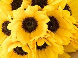 Fototapeta lato słonecznik kwiat zdrowie