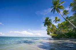 Plakat palma woda brazylia tropikalny plaża