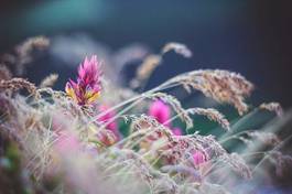 Naklejka kwiat roślina trawa fiołek kolor