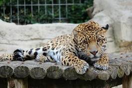 Naklejka jaguar felino   
