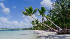 Obraz na płótnie drzewa karaiby plaża niebo