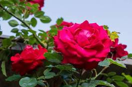 Fotoroleta rote rose