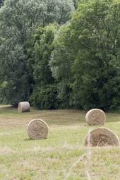 Fototapeta wiejski natura trawa lato