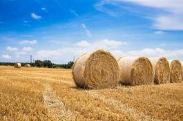 Fotoroleta panorama rolnictwo ziarno żniwa lato