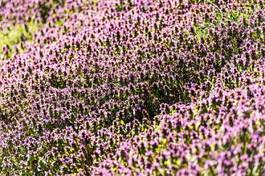 Obraz na płótnie kwiat pole lawenda