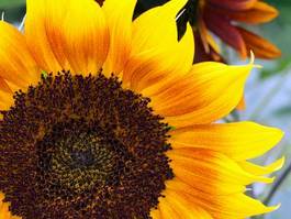 Fotoroleta kwiat piękny słonecznik ogród plaster