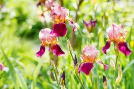 Fototapeta tall bearded iris flowers on lawn