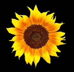 Fotoroleta natura kwiat słonecznik piękny żółty