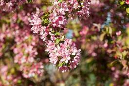 Fotoroleta drzewa kwiat różowy gałąź
