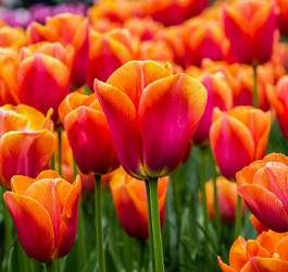Obraz na płótnie kwiat roślina amsterdam piękny park