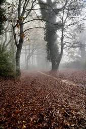 Plakat jesień ścieżka las podrobiony
