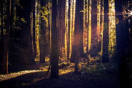 Naklejka las roślina drzewa kalifornia