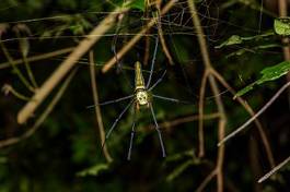 Fototapeta pająk fauna dziki natura zwierzę