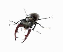 Obraz na płótnie zwierzę mężczyzna manekin owad