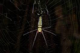 Fototapeta dziki zwierzę fauna pająk