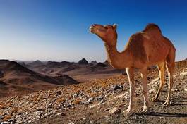 Fotoroleta afryka góra pustynia wzgórze zwierzę