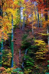 Naklejka jesień góra las natura