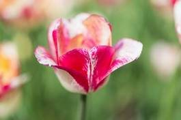 Obraz na płótnie kwitnący tulipan lato ogród bukiet