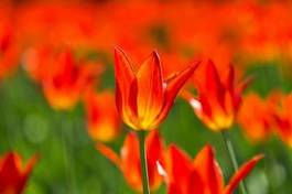 Naklejka park kwiat tulipan roślina
