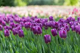 Naklejka świeży bukiet tulipan kwitnący piękny