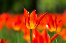 Naklejka kwiat natura piękny bukiet tulipan