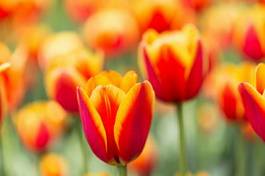 Fotoroleta roślina tulipan pąk świeży