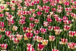 Naklejka bukiet roślina tulipan ogród