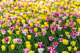Fotoroleta roślina natura park lato tulipan