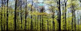Naklejka drzewa buk panorama krajobraz las