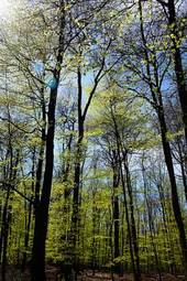 Fototapeta buk słońce drzewa las krajobraz