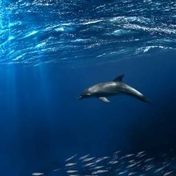 Obraz na płótnie woda morze ssak