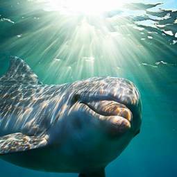 Obraz na płótnie wybrzeże hawaje woda ssak
