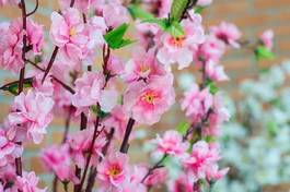 Obraz na płótnie kwiat wiśnia azjatycki drzewa