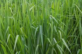 Obraz na płótnie świeży trawa łąka