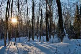 Plakat śnieg słońce drzewa las pejzaż