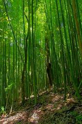 Naklejka bambus las spacer turystyka piesza