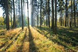 Fototapeta las spokojny pejzaż