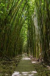 Naklejka bambus las włóczęga