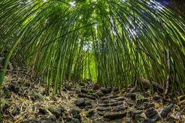 Naklejka bambus las turystyka piesza włóczęga