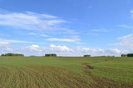 Obraz na płótnie trawa natura lato rolnictwo pole