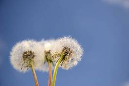 Fotoroleta pyłek łąka kwiat roślina