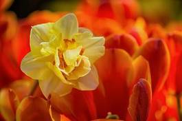 Naklejka kwiat tulipan świeży natura ładny