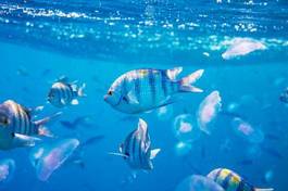 Fototapeta wyspa podwodne morze karaiby