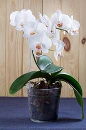 Plakat orhidea egzotyczny piękny roślina
