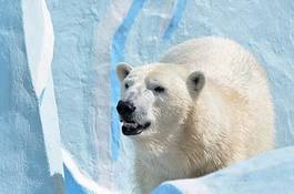 Fototapeta fauna natura niedźwiedź śnieg